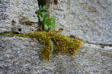 Wall Mural - green moss on stone