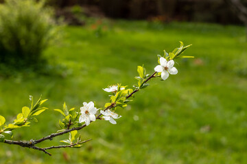 White cherry plum´s flowers branch at bright green garden background. Myrobalan plum (Prunus cerasifera) blossoming at sunny spring day. White blooming branch with spider web.