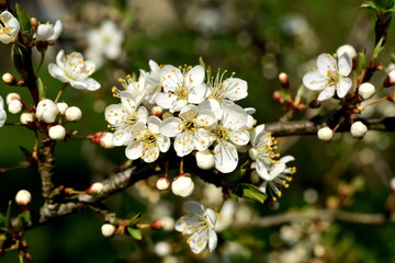 White flowers of the cherry blossoms on a spring day in the garden