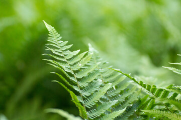 Wall Mural - green leaves of ferns against the background of green nature