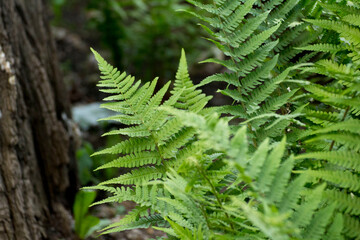 Wall Mural - green leaves of ferns against the background of green nature