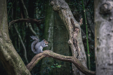 small grey squirrel on a big branch in a wood