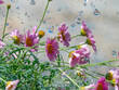 rain and flowers - high speed photo