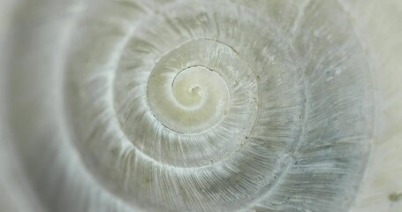 Wall Mural - Circular shape endless spiral movement with shell texture