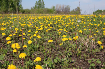 bright yellow dandelion flowers bloomed in spring in a clearing