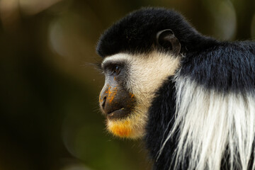 Black-and-white Colobus - Colobus guereza, beautiful black and white primate from African forests and woodlands, Harenna forest, Ethiopia.