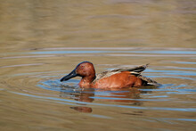 Closeup Shot Of A Cinnamon Teal Duck Swimming In A Pond