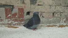 A Blue Pigeon Sits Near A Brick And Concrete Wall