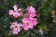 Pink flowers roses rosehip, summer blooming garden plant.