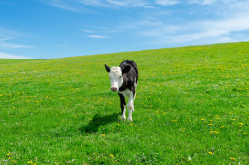 Little calf grazes on a green pasture under a blue sky