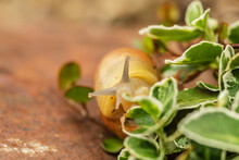 A Small Grapevine Garden Snail In A Garden
