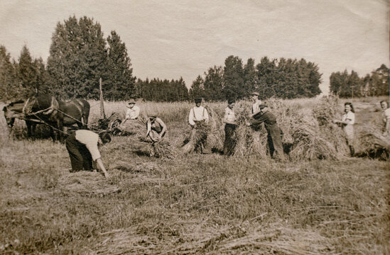 germany - circa 1920s: edwardian era farmers working on grain harvest using the mechanical reaper or