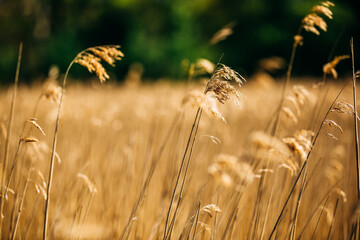 Golden wheat field