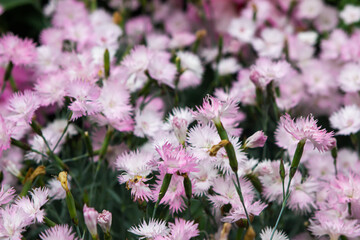 White and pink wild carnation in the garden. Beautiful spring flowers. Flower garden.