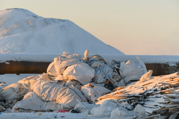 Wall Mural - arctic foxex looking for food in garbage in winter time. dump in tundra.