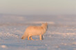 Arctic fox (Vulpes Lagopus) in wilde tundra at sunset time. Golden hour.