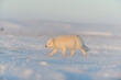 Arctic fox (Vulpes Lagopus) in wilde tundra at sunset time. Golden hour.