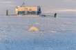 Arctic fox (Vulpes Lagopus) in winter time in tundra with industrial background.