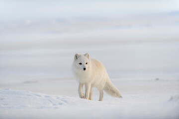 Wall Mural - wild arctic fox (vulpes lagopus) in tundra in winter time. white arctic fox.