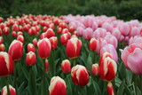 Fototapeta Tulipany - The tulips of the Keukenhof park Holland