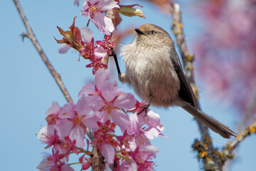 Poster - Closeup shot of a small bird sitting on a blooming cherry blossom tree