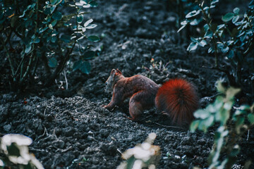 Wall Mural - Beautiful shot of an adorable red squirrel in the woods