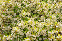 Beautiful Floral Background. Star Jasmine ( Trachelospermum Jasminoides ) In Bloom. Liana With Green Leaves And White Flowers