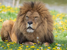 Male Lion Resting On Grass With Dandelions