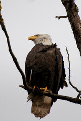 Poster - Low angle shot of a Bald eagle perched on a tree