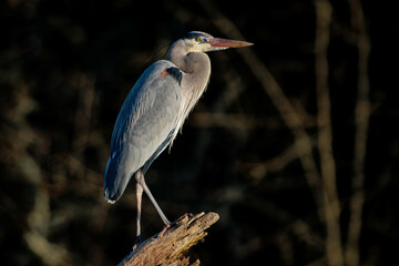 Wall Mural - Closeup shot of a Great blue heron perched on a snapped tree