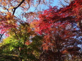 autumn trees in the forest