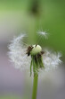 Closeup shot of a blown dandelion on a blurred background