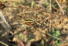 Tiger Spider On A Web