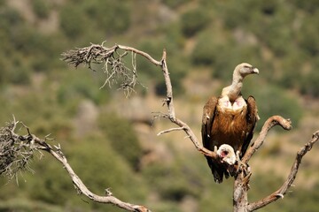 the griffon vulture (gyps fulvus) calmly sitting on the tree and eating the death rabbit.