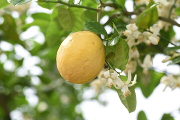 Canvas Print - Large varieties of Lemon flowers and fruits. Rutaceae evergreen shrub.