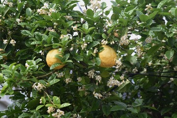 Poster - Large varieties of Lemon flowers and fruits. Rutaceae evergreen shrub.