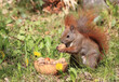Eichhörnchen zwischen Blumen an einer Holztruhe