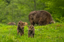 European Bison (Wisent) /Bison Bonasus/ The Bieszczady Mts., Carpathians, Poland.