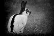 a black and white rabbit is sitting in grass
