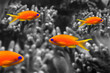 coral fish - Pseudanthias squamipinnis on black and white background