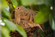 Tortolita rojiza mexicana cuidando a sus crias en el nido.