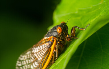 Sticker - Brood X adult cicada