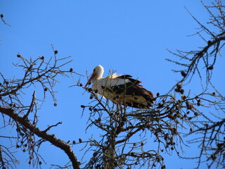 Wall Mural - Stork standing high on top of leafless larch tree in early spring in the biggest white stork 'Ciconia ciconia' colony in the Baltic states - Matisi, Latvia 