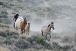 © Gary - Wild Mustang Horses in Colorado