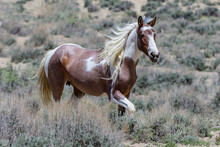 Wild Mustang Horses In Colorado