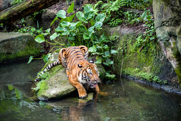 Wall Mural - The Malayan tiger in the water, it is a tiger from a specific population of the Panthera tigris tigris subspecies that is native to Peninsular Malaysia