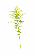 Solidago Canadensis Isolated On White,