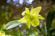 Beautiful blossom green cattleya orchid background.