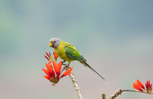 A Female Plum-headed Parakeet Perched On A Tree Branch And Feeding On Paddy Seeds In The Paddy Fields On The Outskirts Of Shivamooga, Karnataka