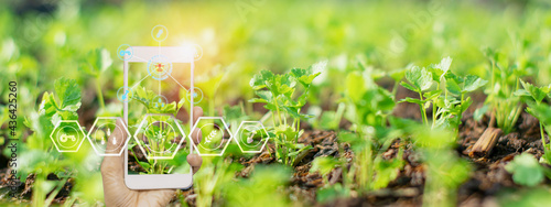 smart farmer holding smartphone,farm background,concept agricultural product control with artificial intelligence or AI technology,agriculture future market,tracking production by smart agriculture